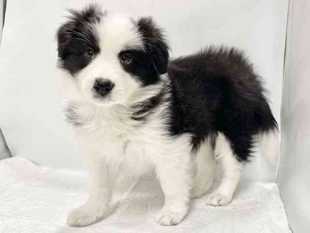 高知県のボーダーコリー (ひごペットフレンドリーイオンモール高知店/2025年10月20日生まれ/女の子/ブラックホワイト)の子犬の3枚目の画像