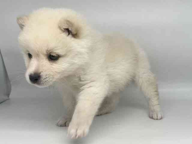 徳島県のポメ柴/豆ポメ/ポメ豆柴(ポメラニアン×柴犬) (ひごペットフレンドリーゆめタウン徳島店/2025年10月26日生まれ/男の子/ホワイト)の子犬の3枚目の画像