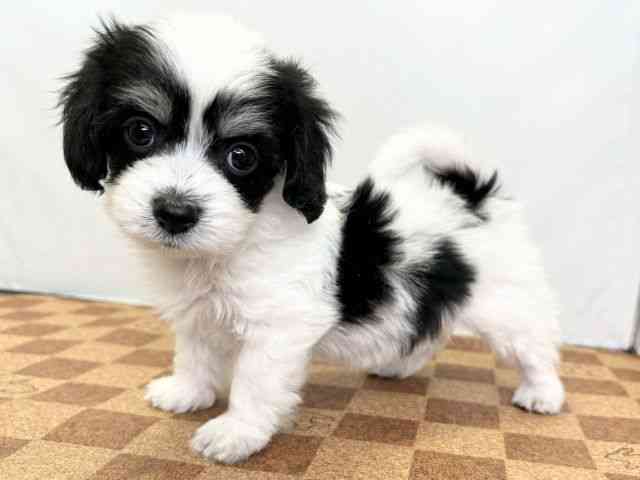 愛媛県のマルックス(マルチーズ×ダックス) (ひごペットフレンドリーエミフルMASAKI店/2025年10月25日生まれ/女の子/ホワイトブラックタン)の子犬の3枚目の画像