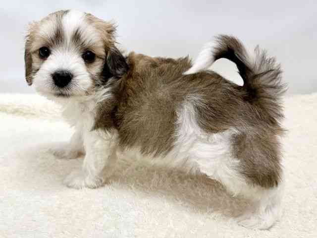 広島県のマルックス(マルチーズ×ダックス) (ひごペットフレンドリーゆめタウン廿日市店/2025年10月25日生まれ/男の子/レッドホワイト)の子犬の3枚目の画像