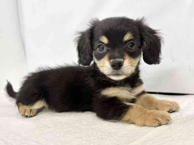 高知県のチワックス(チワワ×ダックス) (ひごペットフレンドリーイオンモール高知店/2025年10月24日生まれ/女の子/ブラックタン)の子犬の3枚目の画像