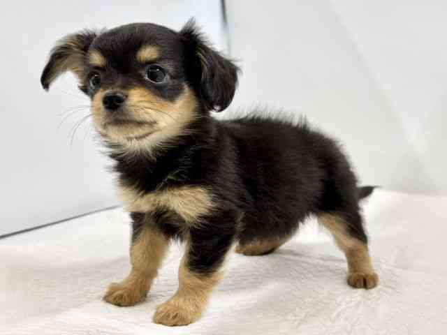 高知県のチワックス(チワワ×ダックス) (ひごペットフレンドリーイオンモール高知店/2025年10月24日生まれ/女の子/ブラックタン)の子犬の3枚目の画像