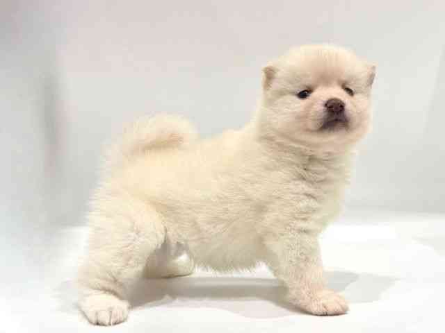 愛知県のポメ柴/豆ポメ/ポメ豆柴(ポメラニアン×柴犬) (ひごペットフレンドリーヴィアモール アピタ江南西店/2025年10月25日生まれ/女の子/ホワイト)の子犬の3枚目の画像