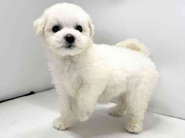 愛媛県のビションフリーゼ (ひごペットフレンドリーイオンモール今治新都市店/2025年10月25日生まれ/女の子/ホワイト)の子犬の3枚目の画像