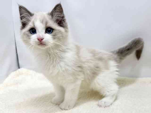 広島県のラグドール (ひごペットフレンドリーゆめタウン廿日市店/2025年10月20日生まれ/男の子/ブルーポイントバイカラー)の子猫の3枚目の画像