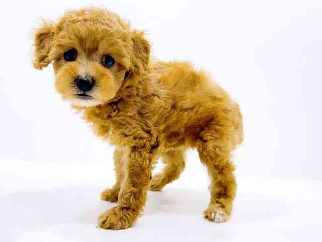 広島県のトイプードル(トイ) (ひごペットフレンドリーフジグラン神辺店/2025年10月25日生まれ/女の子/レッド)の子犬の3枚目の画像