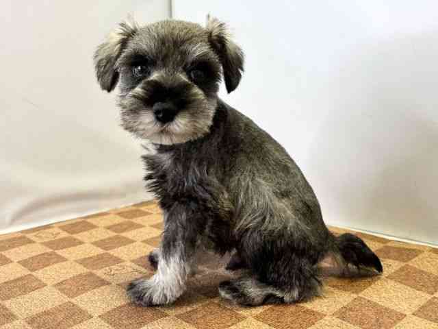 愛媛県のミニチュアシュナウザー (ひごペットフレンドリーエミフルMASAKI店/2025年10月26日生まれ/男の子/ソルトペッパー)の子犬の3枚目の画像