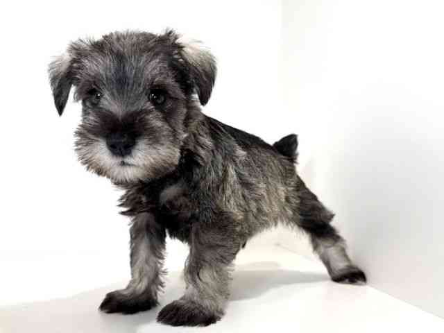 兵庫県のミニチュアシュナウザー (ひごペットフレンドリーイトーヨーカドー明石店/2025年10月26日生まれ/男の子/ソルトペッパー)の子犬の3枚目の画像