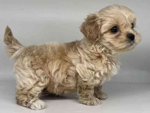 徳島県のペキプー(ペキニーズ×プードル) (ひごペットフレンドリーゆめタウン徳島店/2025年10月23日生まれ/女の子/アプリコット)の子犬の3枚目の画像