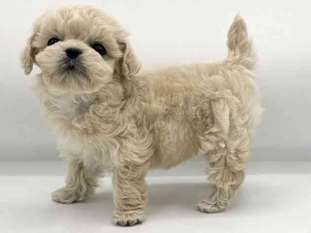 大阪府のペキプー(ペキニーズ×プードル) (ひごペットフレンドリーららぽーとEXPOCITY店/2025年10月25日生まれ/女の子/クリーム)の子犬の3枚目の画像