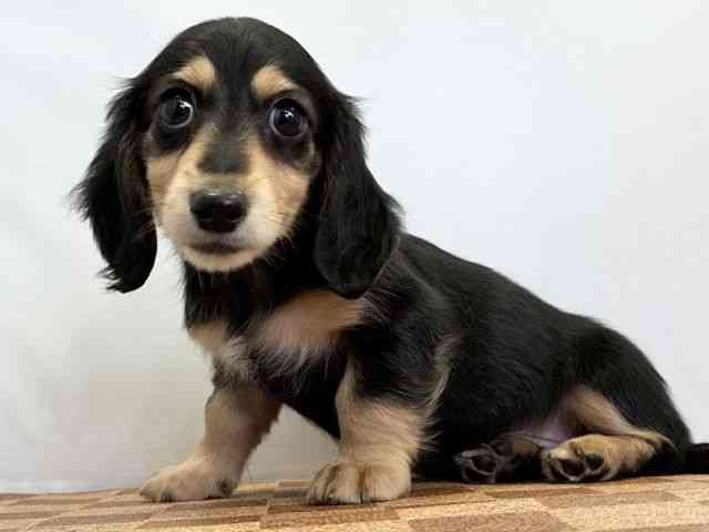 愛媛県のミニチュアダックスフンド(ロング) (ひごペットフレンドリーエミフルMASAKI店/2025年10月24日生まれ/女の子/ブラックイエロー)の子犬の3枚目の画像