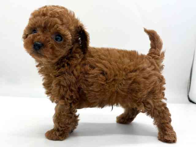 京都府のトイプードル(トイ) (ひごペットフレンドリー京都店/2025年10月24日生まれ/男の子/レッド)の子犬の3枚目の画像