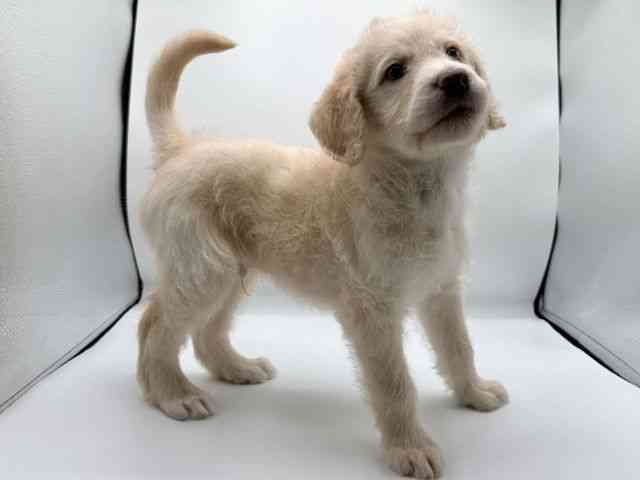 愛知県のラブラドゥードル(ラブラドールレトリーバー×プードル) (ひごペットフレンドリープライムツリー赤池店/2025年10月26日生まれ/男の子/クリーム)の子犬の3枚目の画像