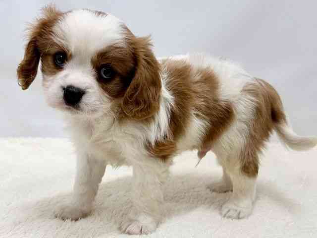 広島県のキャバリアキングチャールズスパニエル (ひごペットフレンドリーゆめタウン廿日市店/2025年10月26日生まれ/男の子/ブレンハイム)の子犬の3枚目の画像