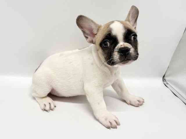 大阪府のフレンチブルドッグ (ひごペットフレンドリーイオンタウン豊中庄内店/2025年10月25日生まれ/男の子/フォーンホワイト)の子犬の3枚目の画像