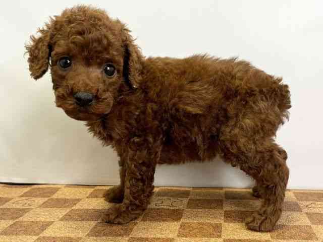 愛媛県のトイプードル(トイ) (ひごペットフレンドリーエミフルMASAKI店/2025年10月25日生まれ/女の子/レッド)の子犬の3枚目の画像