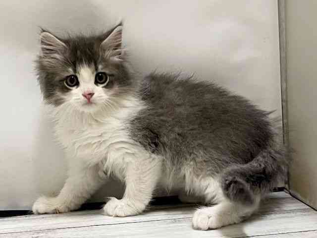 和歌山県のサイベリアン (ひごペットフレンドリーパームシティ和歌山店/2025年10月26日生まれ/男の子/ブルーホワイト)の子猫の3枚目の画像