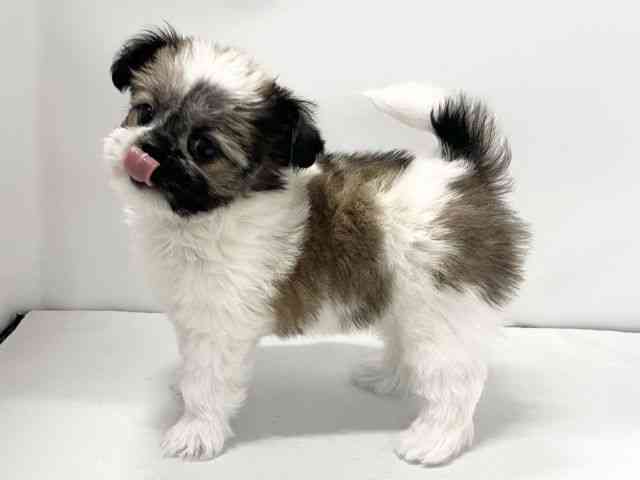 愛媛県のチワズー/チワシーズ(チワワ×シーズー) (ひごペットフレンドリーイオンモール今治新都市店/2025年10月26日生まれ/女の子/ホワイトゴールド)の子犬の3枚目の画像