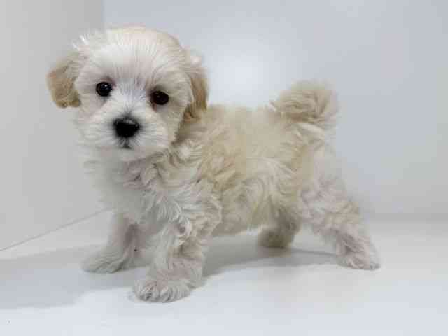 兵庫県のマルプー(マルチーズ×プードル) (ひごペットフレンドリーイトーヨーカドー明石店/2025年10月23日生まれ/男の子/クリーム)の子犬の3枚目の画像