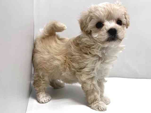 奈良県のマルプー(マルチーズ×プードル) (ひごペットフレンドリー奈良パワーシティ店/2025年10月24日生まれ/男の子/クリーム)の子犬の3枚目の画像
