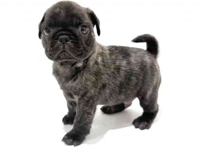 大阪府のフレンチパグ/パグフレンチ(フレンチブルドック×パグ) (ひごペットフレンドリーイオン高槻店/2025年10月24日生まれ/男の子/ブリンドル)の子犬の3枚目の画像