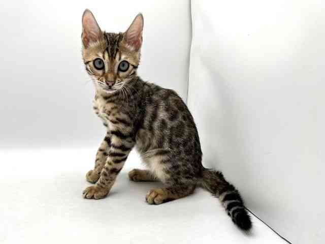 奈良県のベンガル (ひごペットフレンドリー田原本店/2025年10月24日生まれ/男の子/ブラウンスポットタビー)の子猫の3枚目の画像