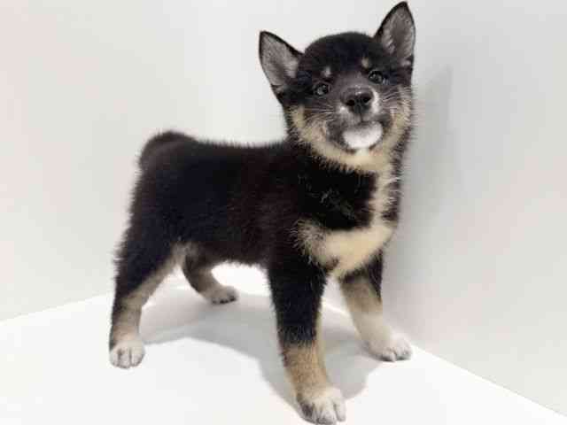 大阪府の柴犬(標準サイズ) (ひごペットフレンドリーイオン高槻店/2025年10月25日生まれ/女の子/黒)の子犬の3枚目の画像