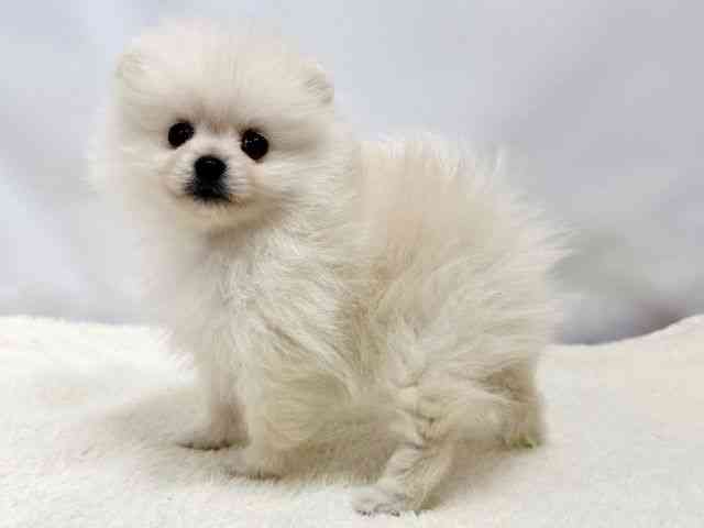 広島県のポメラニアン (ひごペットフレンドリーゆめタウン廿日市店/2025年10月25日生まれ/女の子/クリーム)の子犬の3枚目の画像