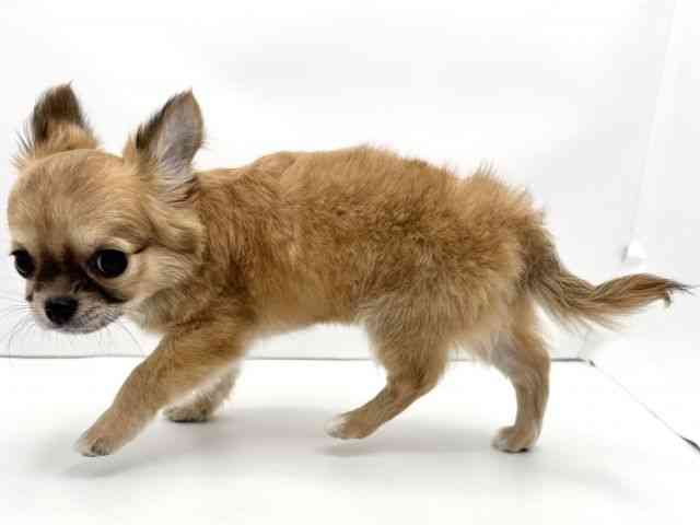 兵庫県のチワワ(ロング) (ひごペットフレンドリークラウンパーク伊丹店/2025年10月15日生まれ/女の子/フォーンホワイト)の子犬の3枚目の画像