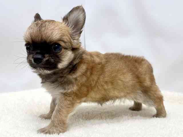 広島県のチワワ(ロング) (ひごペットフレンドリーゆめタウン廿日市店/2025年10月15日生まれ/男の子/フォーンホワイト)の子犬の3枚目の画像