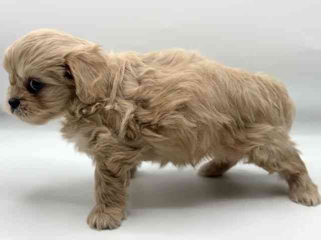 香川県のペキプー(ペキニーズ×プードル) (ひごペットフレンドリーゆめタウン高松店/2025年10月24日生まれ/男の子/アプリコット)の子犬の3枚目の画像