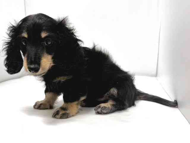 奈良県のミニチュアダックスフンド(ロング) (ひごペットフレンドリー奈良パワーシティ店/2025年10月24日生まれ/男の子/ブラックタン)の子犬の3枚目の画像