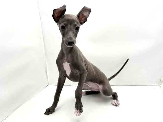 兵庫県のイタリアングレーハウンド (ひごペットフレンドリークラウンパーク伊丹店/2025年10月20日生まれ/男の子/ブルーホワイト)の子犬の3枚目の画像