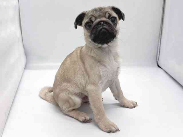 京都府のパグ (ひごペットフレンドリー京都店/2025年10月23日生まれ/男の子/フォーン)の子犬の3枚目の画像