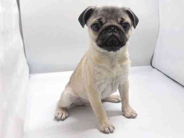 京都府のパグ (ひごペットフレンドリー京都店/2025年10月23日生まれ/男の子/フォーン)の子犬の3枚目の画像