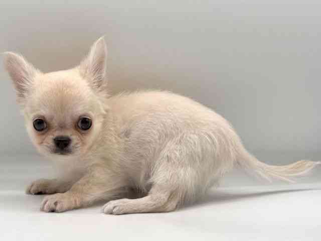 愛知県のチワワ(ロング) (ひごペットフレンドリープライムツリー赤池店/2025年10月23日生まれ/男の子/クリーム)の子犬の3枚目の画像