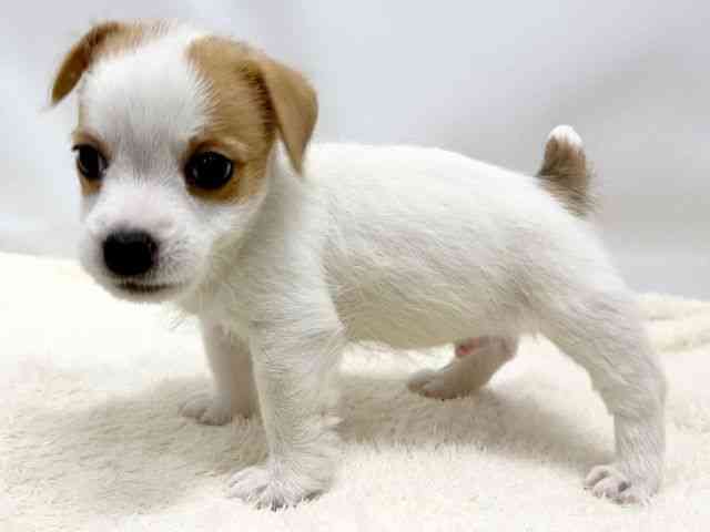 広島県のジャックラッセルテリア (ひごペットフレンドリーゆめタウン廿日市店/2025年10月25日生まれ/男の子/タンホワイト)の子犬の3枚目の画像