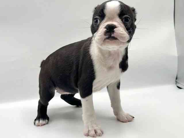 香川県のボストンテリア (ひごペットフレンドリーゆめタウン高松店/2025年10月24日生まれ/女の子/ボストンカラー)の子犬の3枚目の画像