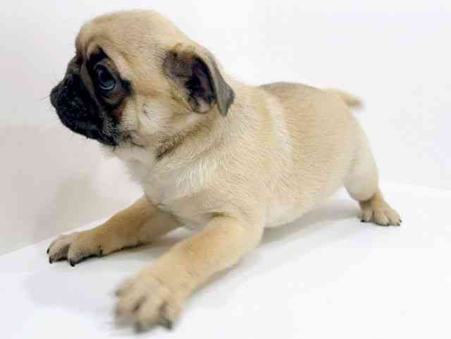 広島県のパグ (ひごペットフレンドリーフジグラン神辺店/2025年10月24日生まれ/女の子/フォーン)の子犬の3枚目の画像