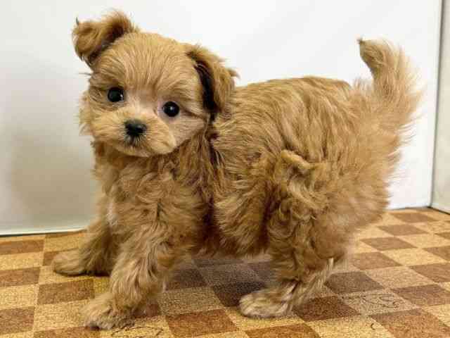 愛媛県のハーフ犬・ミックス犬 (ひごペットフレンドリーエミフルMASAKI店/2025年10月25日生まれ/女の子/レッド)の子犬の3枚目の画像