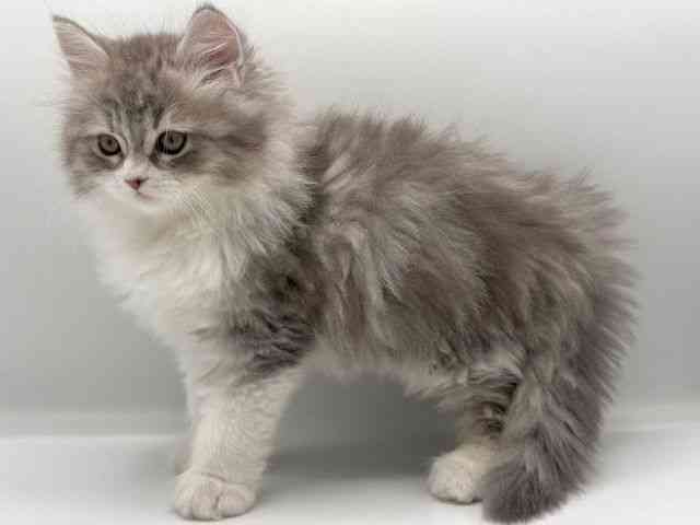 愛知県のサイベリアン (ひごペットフレンドリープライムツリー赤池店/2025年10月22日生まれ/男の子/ブルーシルバータビーホワイト)の子猫の3枚目の画像