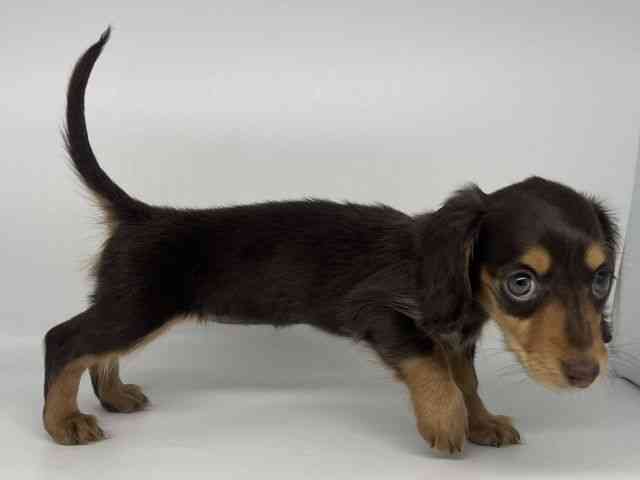 徳島県のカニンヘンダックスフンド(ロング) (ひごペットフレンドリーゆめタウン徳島店/2025年10月26日生まれ/女の子/チョコレートタン)の子犬の3枚目の画像