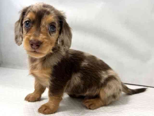 大阪府のカニンヘンダックスフンド(ロング) (ひごペットフレンドリー堺プラットプラット店/2025年10月26日生まれ/男の子/チョコレートダップル)の子犬の3枚目の画像