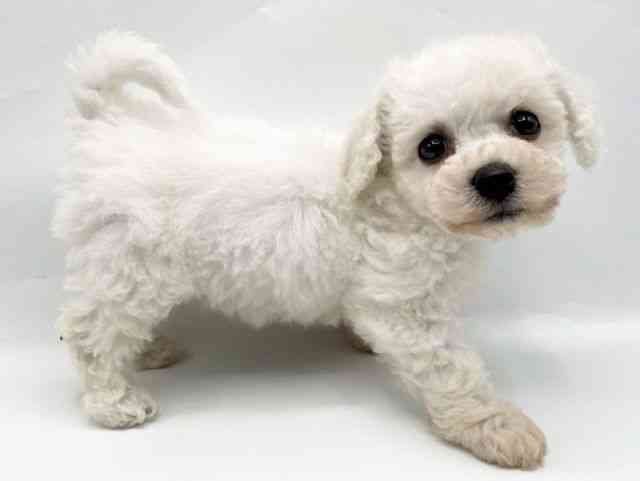 奈良県のビションフリーゼ (ひごペットフレンドリートナリエ大和高田店/2025年10月25日生まれ/女の子/ホワイト)の子犬の3枚目の画像