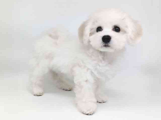 大阪府のビションフリーゼ (ひごペットフレンドリー泉ヶ丘店/2025年10月25日生まれ/女の子/ホワイト)の子犬の3枚目の画像