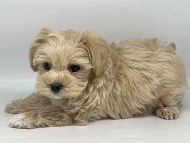 徳島県のハーフ犬・ミックス犬 (ひごペットフレンドリーゆめタウン徳島店/2025年10月24日生まれ/男の子/クリーム)の子犬の3枚目の画像