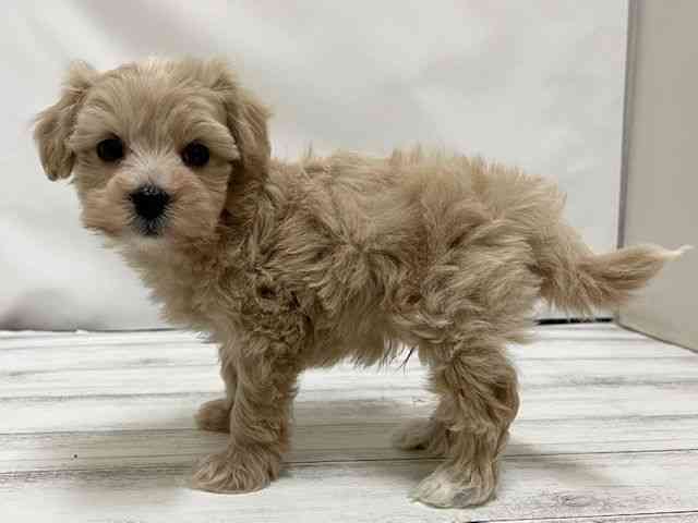 和歌山県のマルプー(マルチーズ×プードル) (ひごペットフレンドリーパームシティ和歌山店/2025年10月25日生まれ/男の子/クリーム)の子犬の3枚目の画像