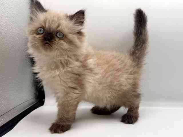 愛知県のヒマラヤン (ひごペットフレンドリープライムツリー赤池店/2025年10月24日生まれ/女の子/シールポイント)の子猫の3枚目の画像