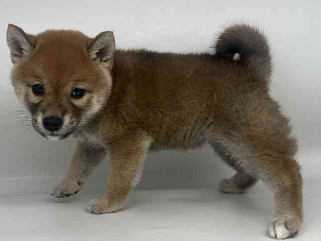 徳島県の柴犬(標準サイズ) (ひごペットフレンドリーゆめタウン徳島店/2025年10月25日生まれ/女の子/赤)の子犬の3枚目の画像