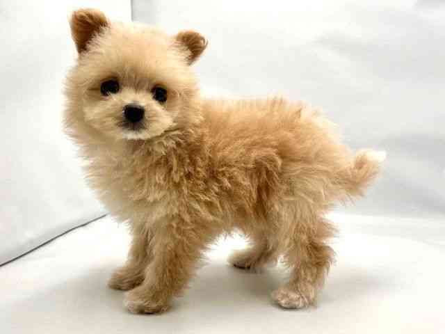 大阪府のハーフ犬・ミックス犬 (ひごペットフレンドリー東淀川店/2025年10月24日生まれ/女の子/クリーム)の子犬の3枚目の画像